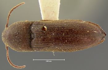 Media type: image;   Entomology 33776 Aspect: habitus dorsal view